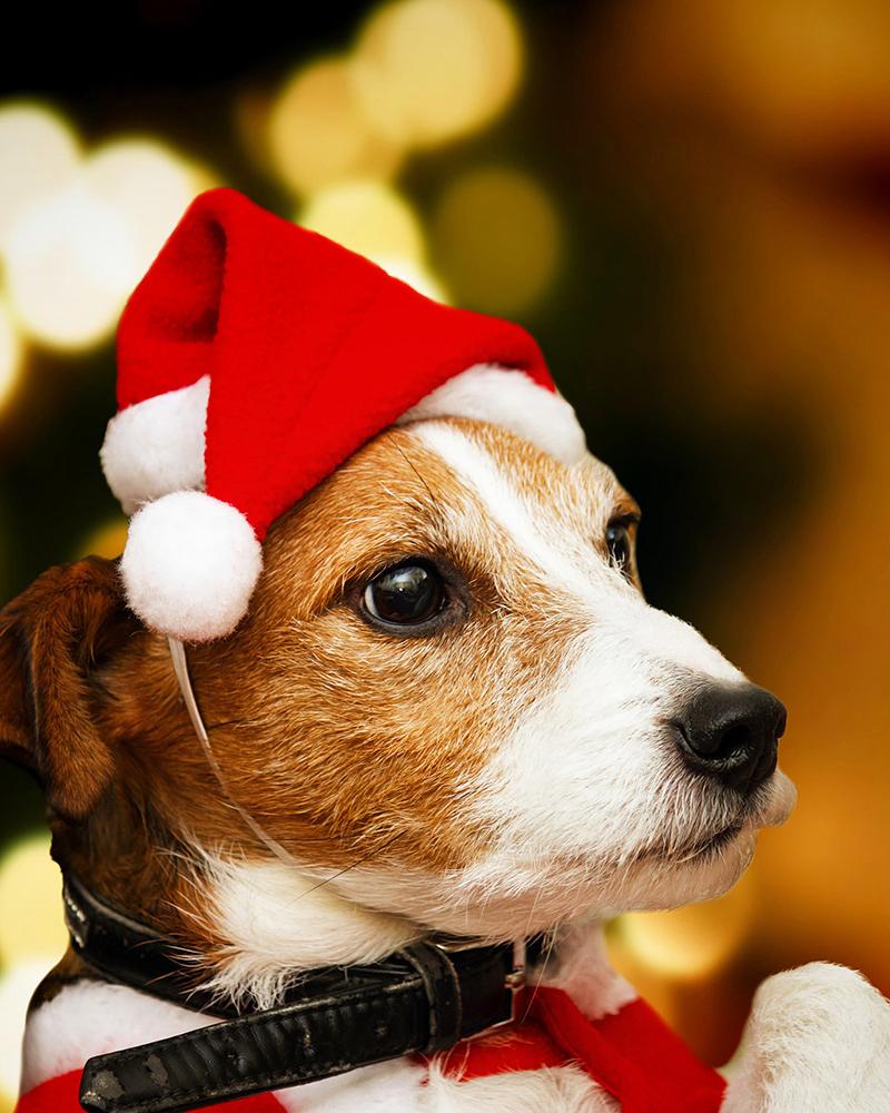 Christmas Fluffy Pom Pom Santa Hat For Pets